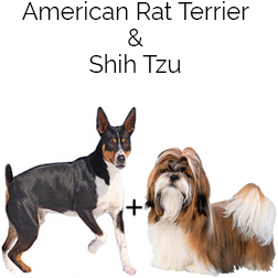 Ratshi Terrier Dog